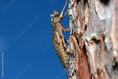 Stonefly exuvia (Pteronarcys californica, Giant Salmonfly), the shed exoskeleton from a Giant Salmonfly photographed on a tree trunk with the sky in the background, moderate close-up.  photo