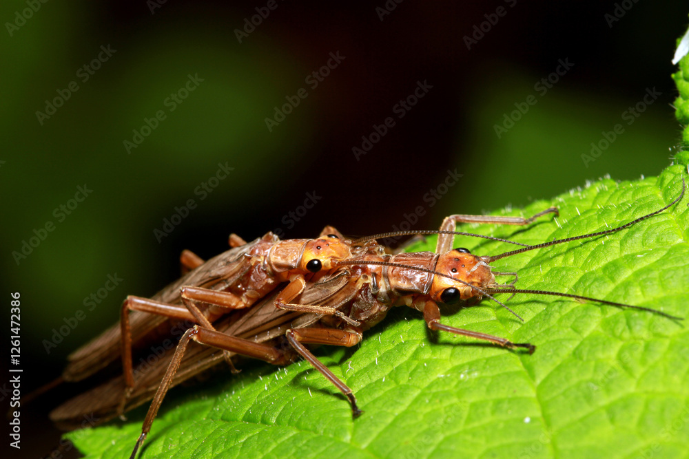 Stonefly adults (Hesperoperla pacifica, Golden Stonefly), mating on stream side foliage (male on top), macro close-up. Stonefly adults (Hesperoperla pacifica, Golden Stonefly), mating on stream side foliage (male on top), macro close-up.