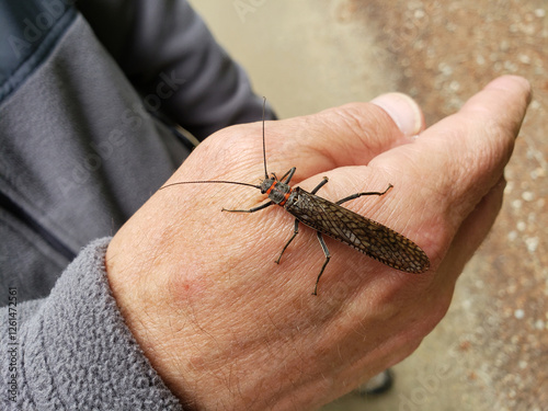 Stonefly adult (Pteronarcys californica, Giant Salmonfly), sitting on a fly anglers’ hand, moderate close-up.  photo