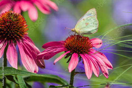 A garden of Pink Echinacea flowers being visited by a pretty Sulphur butterfly with pink edging on  its wings.