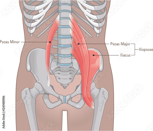 腸腰筋、骨盤周辺の筋肉、大腰筋、小腰筋、腸骨筋、大腿骨、筋肉、股関節、腹、腰、尻、イラスト、illustration