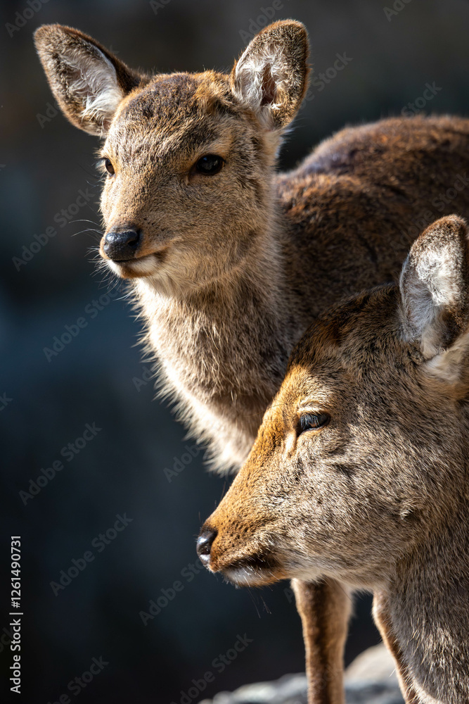 Fototapeta premium 鹿