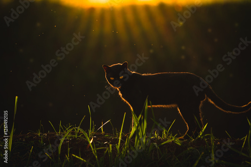 A silhouette of a black cat with glowing eyes against a dramatic background (Siluet seekor kucing hitam mata menyala dengan latar belakang yang dramatis) photo