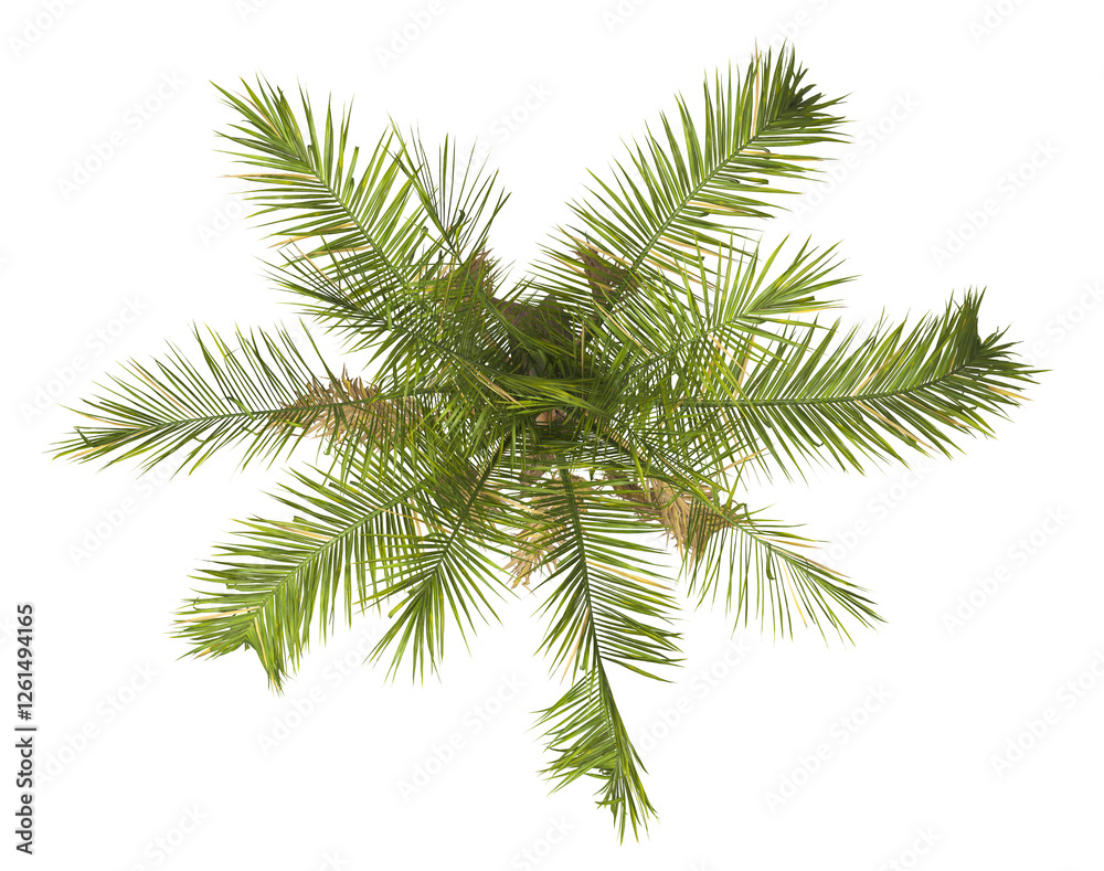 Single palm Tree isolated on transparent background. Arecaceae palm tree with green leaves on white background. Isolated palm tree PNG on transparent background. palm tree leaves. Syagrus botryophora. Single palm Tree isolated on transparent background. Arecaceae palm tree with green leaves on white background. Isolated palm tree PNG on transparent background. palm tree leaves. Syagrus botryophora.