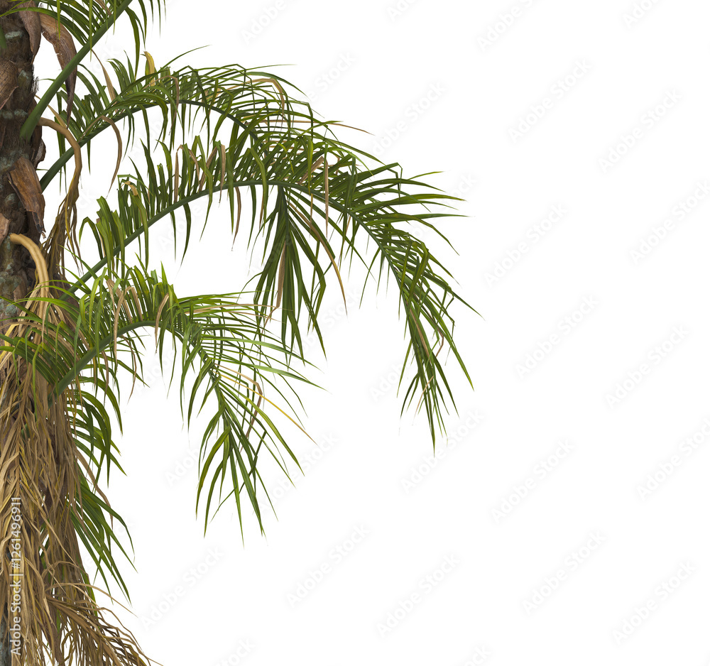 palm Tree Leaves isolated on transparent background. PNG palm tree with green leaves isolated on white background. Isolated palm tree branch on transparent background PNG. corner palm tree foliage PNG palm Tree Leaves isolated on transparent background. PNG palm tree with green leaves isolated on white background. Isolated palm tree branch on transparent background PNG. corner palm tree foliage PNG