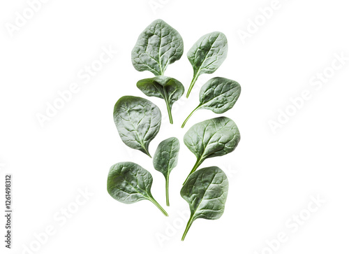 Elegant arrangement of vibrant green spinach leaves against a stark black backdrop, highlighting natural texture and nutrient-rich composition