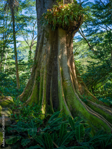 Green Moss on an Old Growth Banyan Tree Trunk at the Manoa Rainforest in Honolulu Hawaii. photo