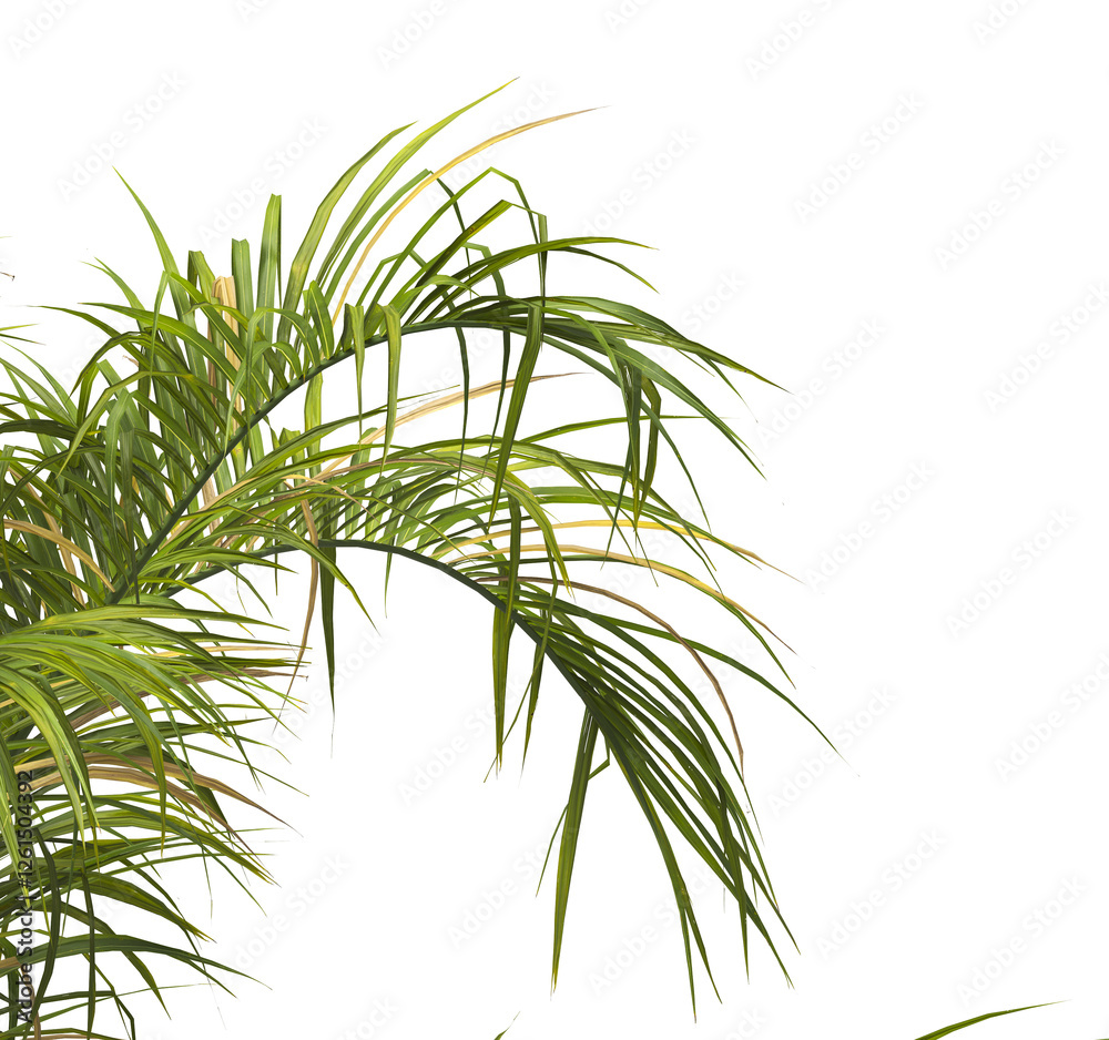 Naklejka premium palm Tree Leaves isolated on transparent background. PNG palm tree with green leaves isolated on white background. corner palm tree foliage PNG. Isolated palm tree branch on transparent background PNG