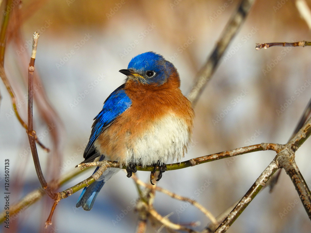 Fototapeta premium Male bluebird perched in the warm sunlight on a freezing cold winter day