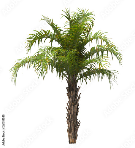 Single palm Tree isolated on transparent background. Arecaceae palm tree with green leaves on white background. Isolated palm tree PNG on transparent background. palm tree leaves. Syagrus schizophylla photo