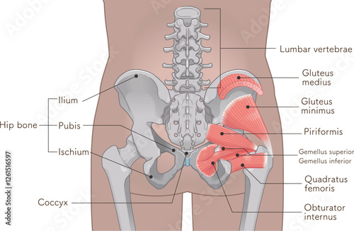 梨状筋、内閉鎖筋、大腿方形筋、小殿筋、gluteus minimus、中殿筋、gluteus medius、股関節、骨盤、筋肉、イラスト、illustration
