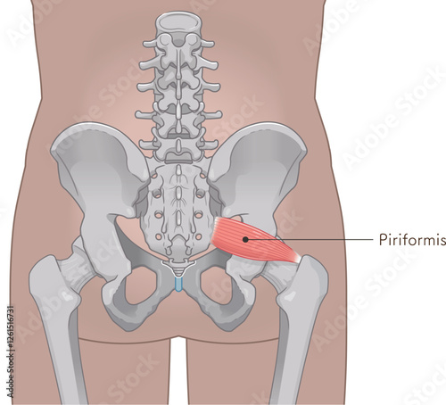 梨状筋、内閉鎖筋、大腿方形筋、小殿筋、gluteus minimus、中殿筋、gluteus medius、股関節、骨盤、筋肉、イラスト、illustration