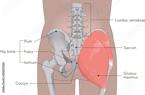 中殿筋、gluteus medius、大殿筋、gluteus maximus、股関節、骨盤、筋肉、イラスト、illustration