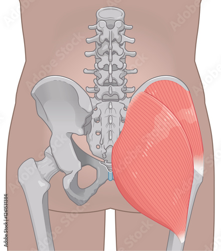 中殿筋、gluteus medius、大殿筋、gluteus maximus、股関節、骨盤、筋肉、イラスト、illustration