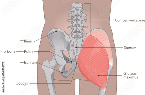 中殿筋、gluteus medius、大殿筋、gluteus maximus、股関節、骨盤、筋肉、イラスト、illustration

