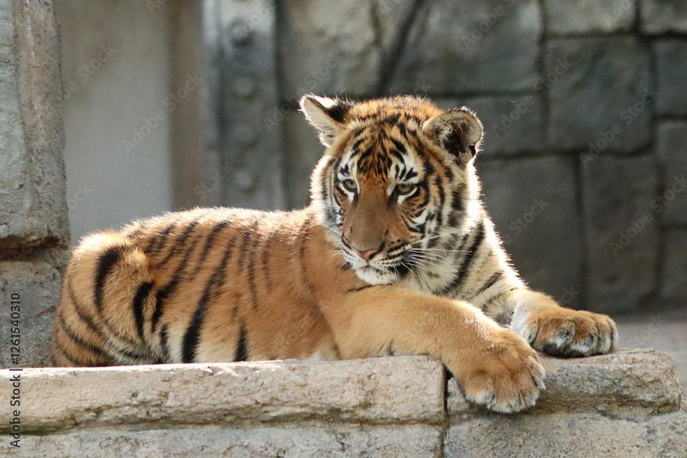 Fototapeta premium Malayan Tiger cub