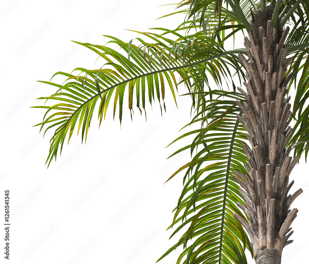 palm Tree Leaves isolated on transparent background. PNG palm tree with green leaves isolated on white background. corner palm tree foliage PNG. Isolated palm tree branch on transparent background PNG palm Tree Leaves isolated on transparent background. PNG palm tree with green leaves isolated on white background. corner palm tree foliage PNG. Isolated palm tree branch on transparent background PNG
