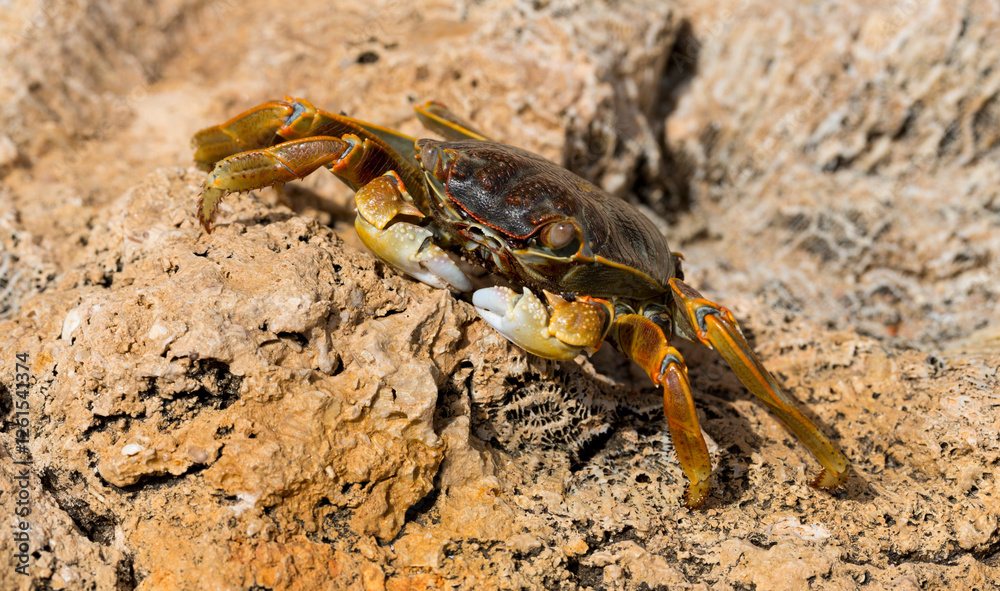 Grapsus albolineatus is a species of decapod crustacean in the family Grapsidae Grapsus albolineatus is a species of decapod crustacean in the family Grapsidae