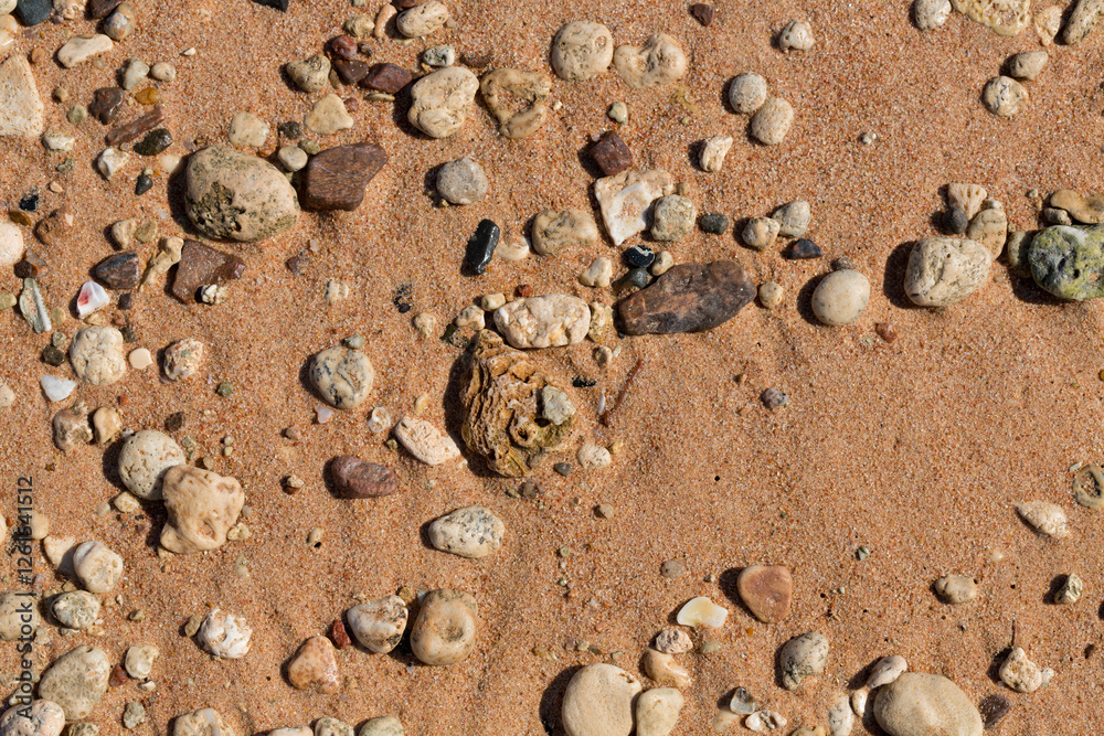 The coastline of the Red Sea. Sand, pebbles, corals, fossils. Background with a marine theme.