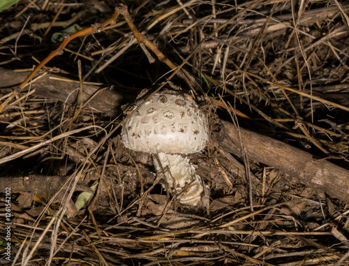 Macrolepiota procera, the parasol mushroom, is a basidiomycete fungus with a large, prominent fruiting body resembling a parasol. photo