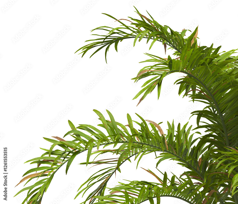 palm Tree Leaves isolated on transparent background. PNG palm tree with green leaves isolated on white background. Isolated palm tree branch on transparent background PNG. corner palm tree foliage PNG palm Tree Leaves isolated on transparent background. PNG palm tree with green leaves isolated on white background. Isolated palm tree branch on transparent background PNG. corner palm tree foliage PNG