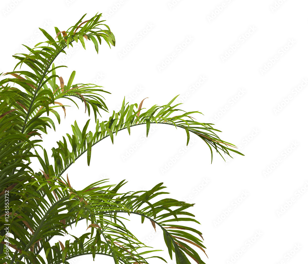 palm Tree Leaves isolated on transparent background. PNG palm tree with green leaves isolated on white background. Isolated palm tree branch on transparent background PNG. corner palm tree foliage PNG palm Tree Leaves isolated on transparent background. PNG palm tree with green leaves isolated on white background. Isolated palm tree branch on transparent background PNG. corner palm tree foliage PNG