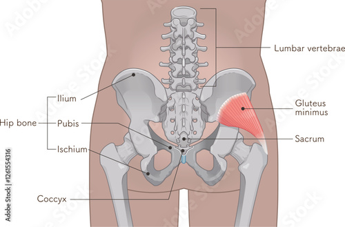 小殿筋、gluteus minimus、中殿筋、gluteus medius、股関節、骨盤、筋肉、イラスト、illustration