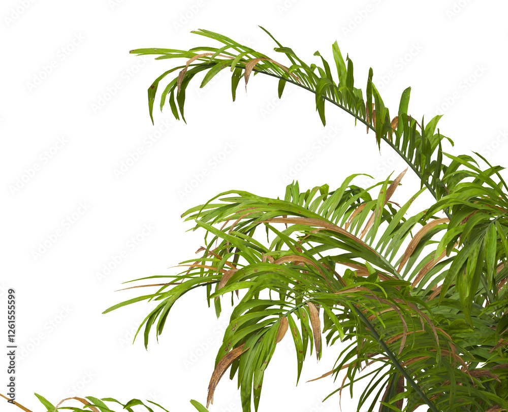 palm Tree Leaves isolated on transparent background. PNG palm tree with green leaves isolated on white background. Isolated palm tree branch on transparent background PNG. corner palm tree foliage PNG