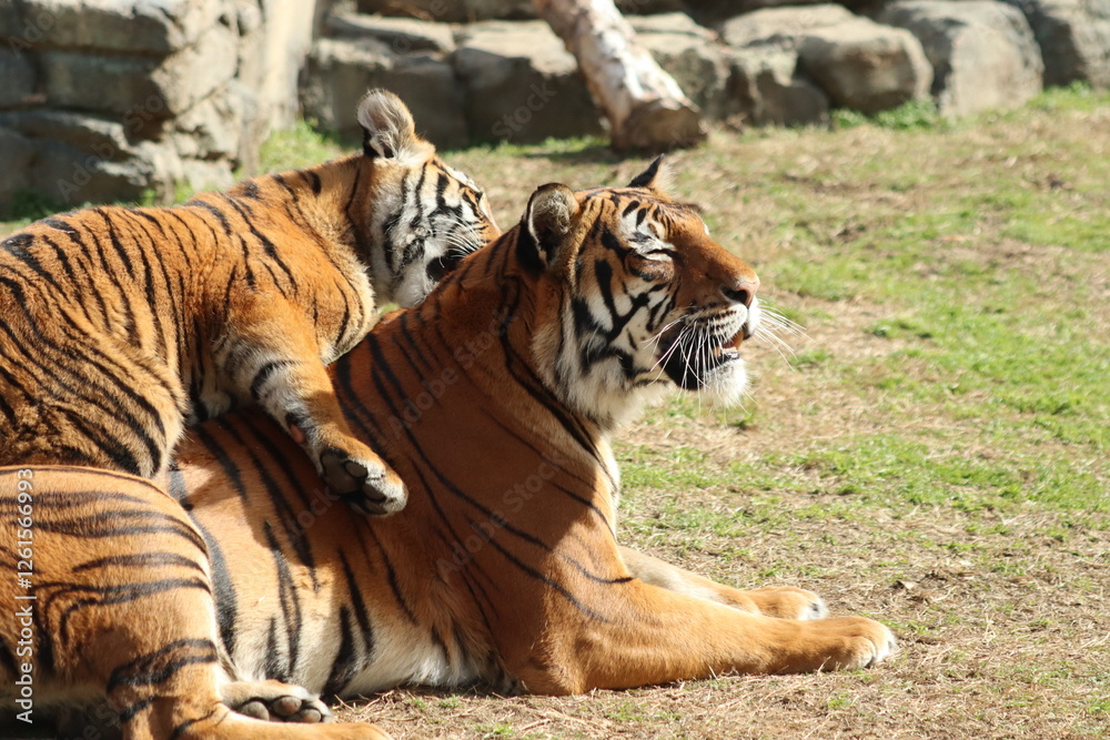 Malayan Tigers in the Zoo playing Malayan Tigers in the Zoo playing