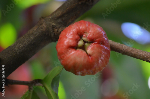 Close-up of a ripe red fruit hanging from a tree branch.