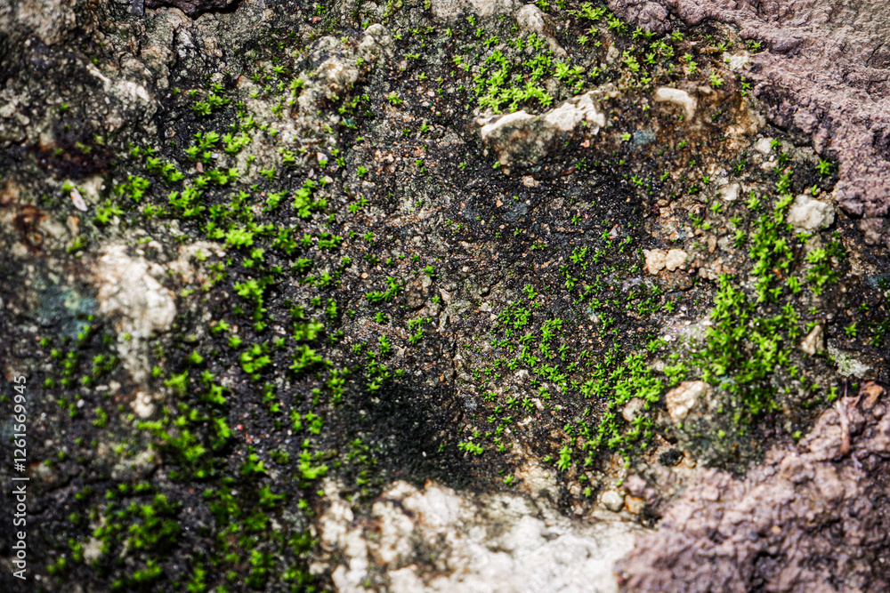 Thick Moss on a Wall – Natural Texture and Growth Concept
Thick Moss on a Wall – Natural Texture and Growth Concept