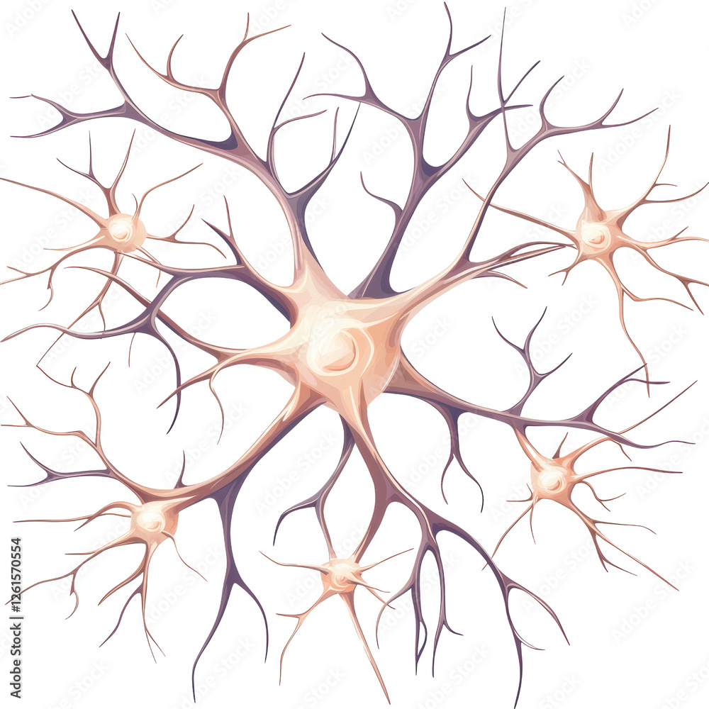 Fototapeta premium A network of neurons showcasing branching structures and a central cell body. isolated on white background