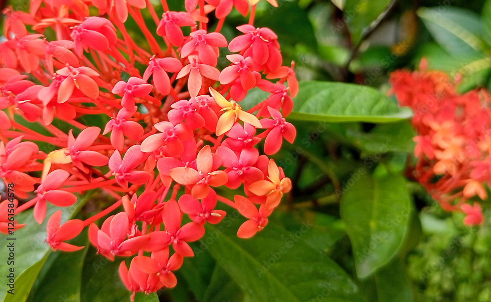 Closeup Of Vibrant Coral Pink Flowers With Green Foliage Closeup Of Vibrant Coral Pink Flowers With Green Foliage