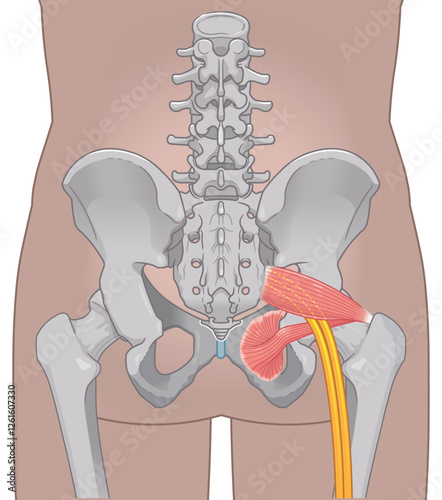 坐骨神経、sciatic nerve、イラスト、illustration