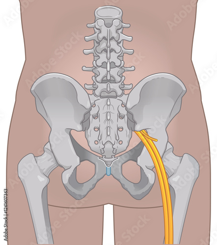 坐骨神経、sciatic nerve、イラスト、illustration