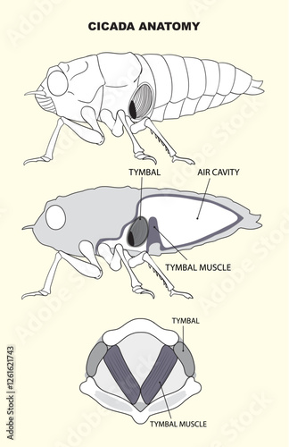 Detailed Cicada Anatomy Illustration photo