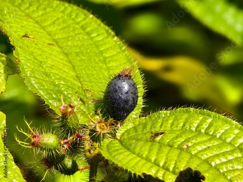 The fruit of the clidemia hirta plant is purple in color photo