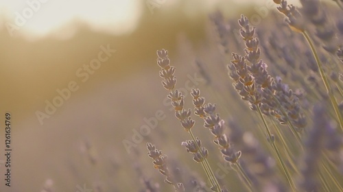 Lavender field sunset soft focus photo