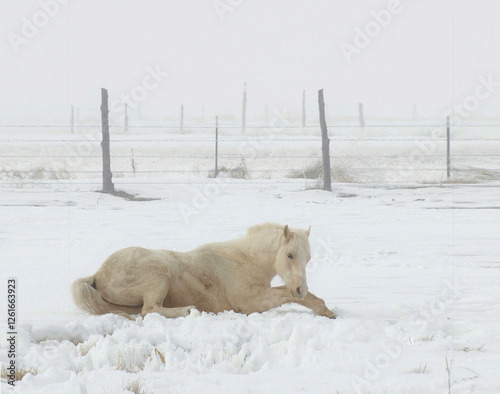 Wallpaper Mural white horse in winter, white horse laying in snow, white horse and wire fence, fence posts and horse in winter Torontodigital.ca