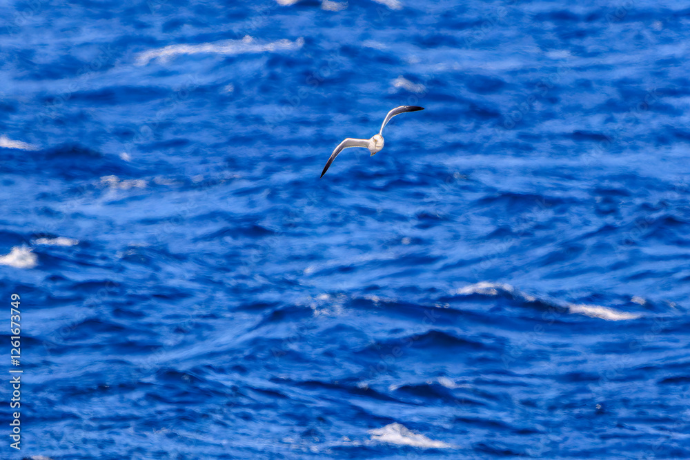 新島の
海で見かけた飛翔する美しいウミネコ(カモメ科)。
英名学名:Black-tailed Gull (Larus crassirostris),
東海汽船東京湾〜伊豆諸島航路のさるびあ丸船上にて。
2024
新島の
海で見かけた飛翔する美しいウミネコ(カモメ科)。
英名学名:Black-tailed Gull (Larus crassirostris),
東海汽船東京湾〜伊豆諸島航路のさるびあ丸船上にて。
2024