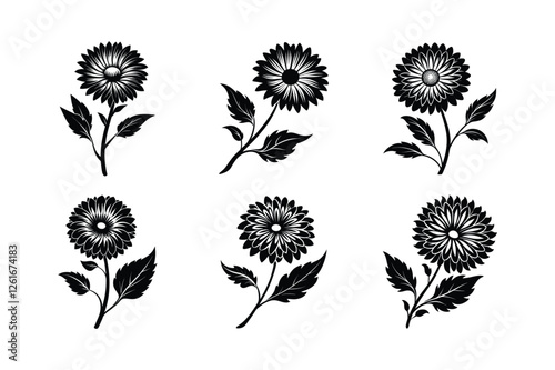 Everlasting Daisy (Xerochrysum bracteatum) silhouette vector illustration