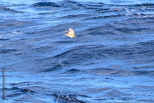 式根島の
海で見かけた飛翔する渡りの途中の美しいタヒバリ（セキレイ科）。
英名学名：Buff-bellied Pipit (Anthus spinoletta),
東海汽船東京湾〜伊豆諸島航路のさるびあ丸船上にて。2024
 photo