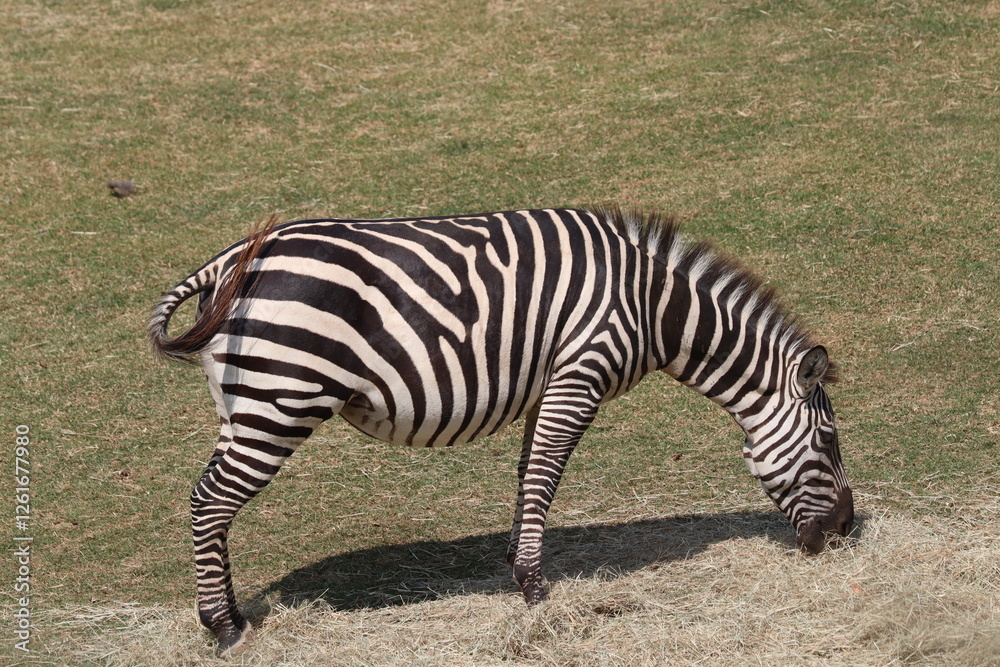 Fototapeta premium Beautiful zebra grazing peacefully 