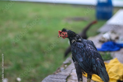 rooster in the grass
