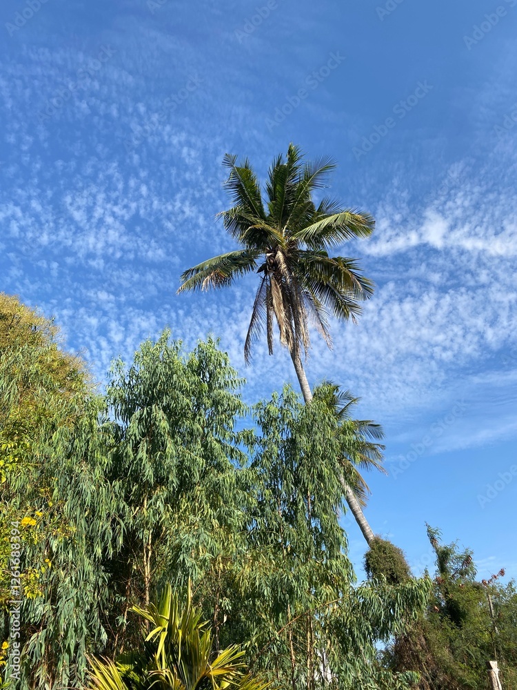 Fototapeta premium winter wind between Summer Coconut tree