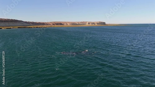 Forward aerial above southern right whale surfacing and raising flippers from ocean photo