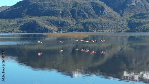Wild flamingos flying low over lake surface with reflection and mountain background