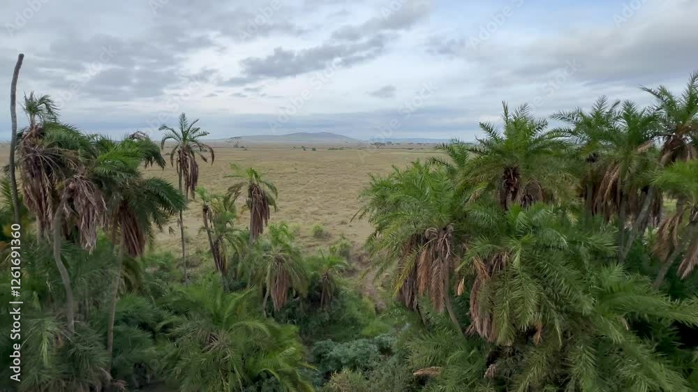 Hot air balloon ride among the palm trees in Serengeti National Park. Tanzania. Hot air balloon ride among the palm trees in Serengeti National Park. Tanzania.