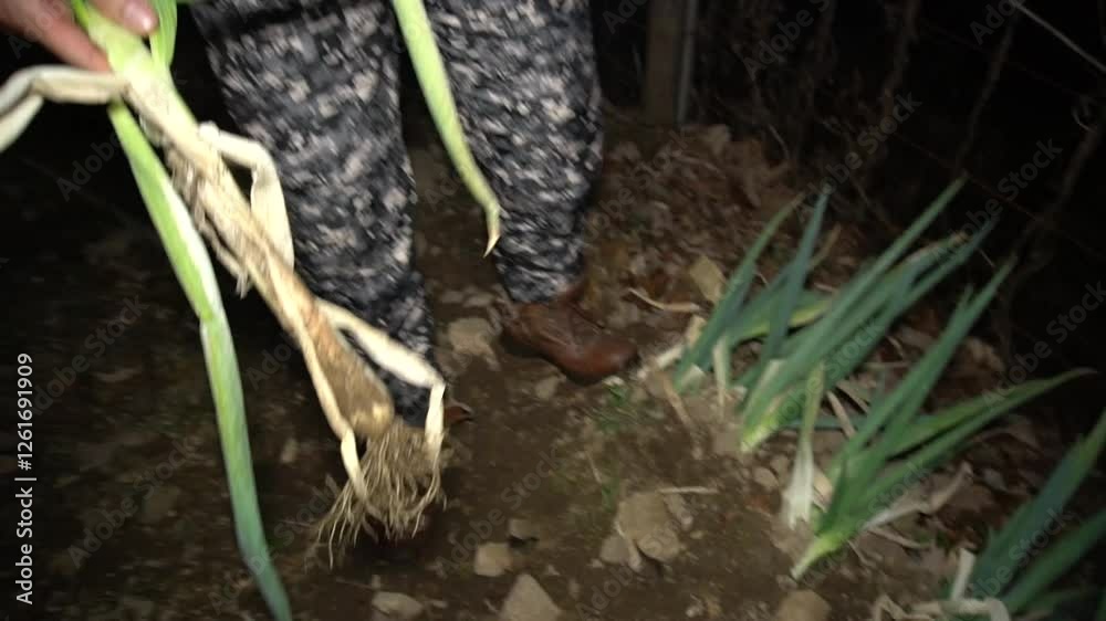 Harvesting green onions at night Harvesting green onions at night