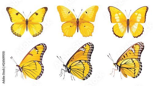 Yellow Butterflies set. Butterfly Illustrations
Vector illustration isolated on white background. 黃色蝴蝶，正面側面。	